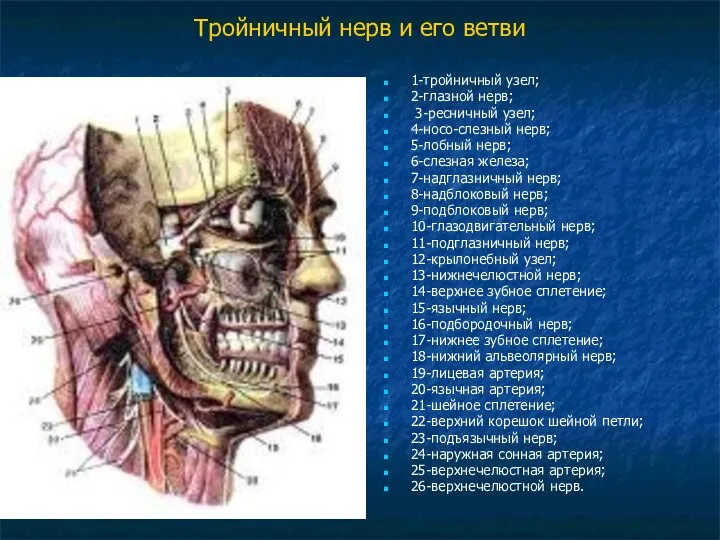 Тройничный нерв и его ветви 1-тройничный узел; 2-глазной нерв; 3-ресничный узел;