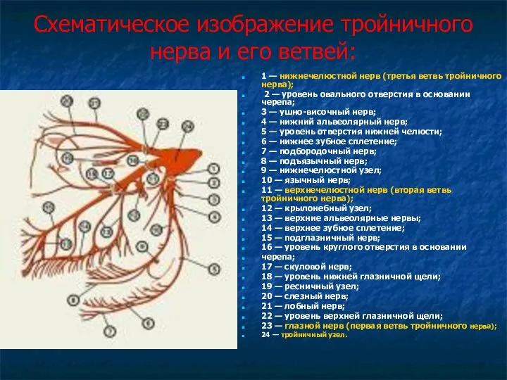 Схематическое изображение тройничного нерва и его ветвей: 1 — нижнечелюстной нерв