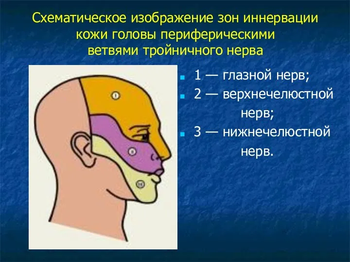 Схематическое изображение зон иннервации кожи головы периферическими ветвями тройничного нерва 1