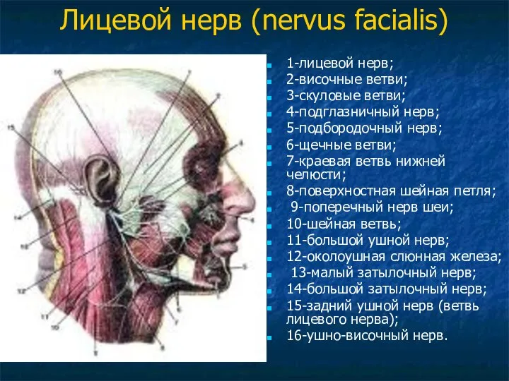 Лицевой нерв (nervus facialis) 1-лицевой нерв; 2-височные ветви; 3-скуловые ветви; 4-подглазничный