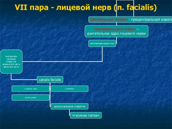 VII пара - лицевой нерв (n. facialis)