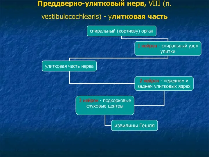 Преддверно-улитковый нерв, VIII (п. vestibulocochlearis) - улитковая часть