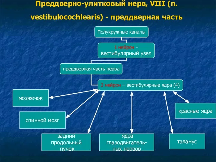 Преддверно-улитковый нерв, VIII (п. vestibulocochlearis) - преддверная часть мозжечок спинной мозг