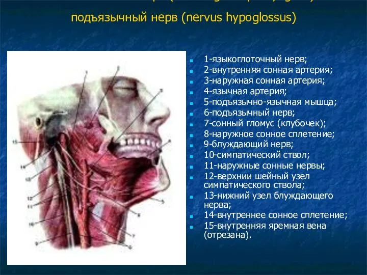 Языкоглоточный нерв (nervus glossopharyngeus) и подъязычный нерв (nervus hypoglossus) 1-языкоглоточный нерв;