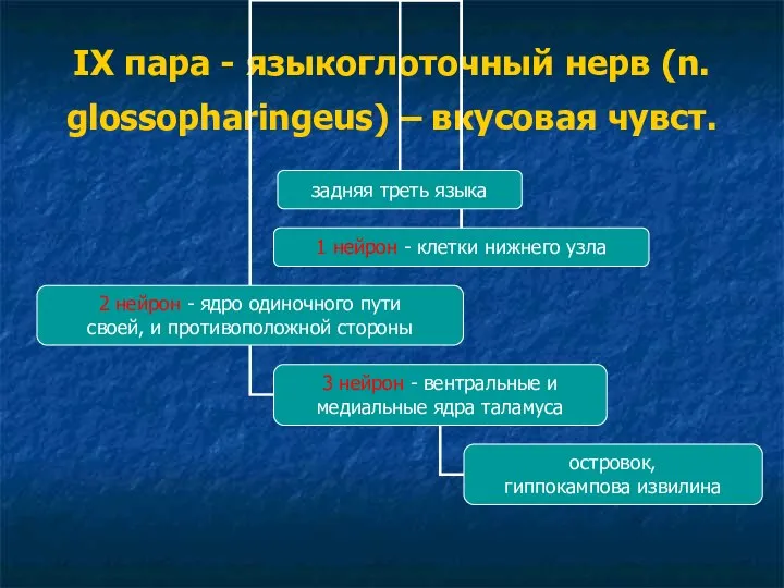 IX пара - языкоглоточный нерв (n. glossopharingeus) – вкусовая чувст.