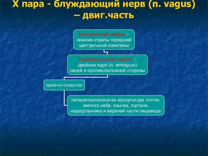 Х пара - блуждающий нерв (n. vagus) – двиг.часть