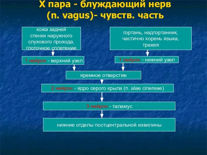 Х пара - блуждающий нерв (n. vagus)- чувств. часть кожа задней