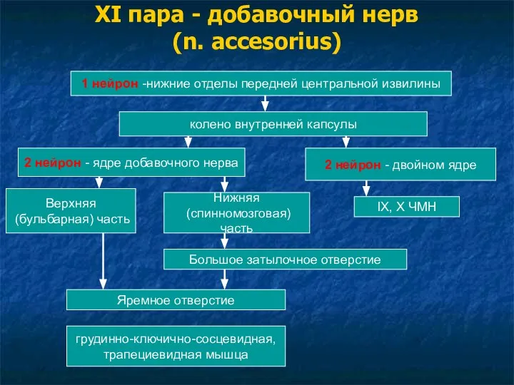 XI пара - добавочный нерв (n. accesorius) 1 нейрон -нижние отделы