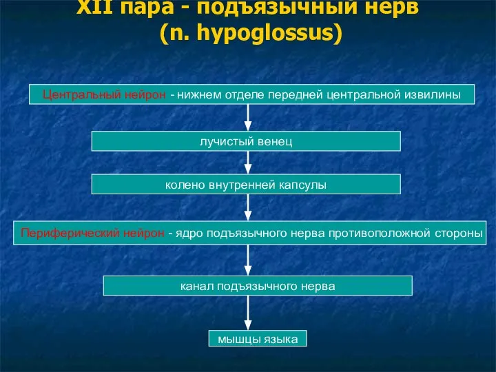 XII пара - подъязычный нерв (n. hypoglossus) Центральный нейрон - нижнем