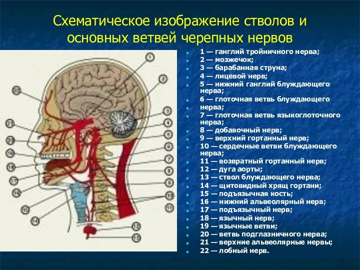 Схематическое изображение стволов и основных ветвей черепных нервов 1 — ганглий