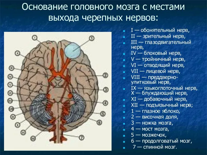 Основание головного мозга с местами выхода черепных нервов: I — обонятельный