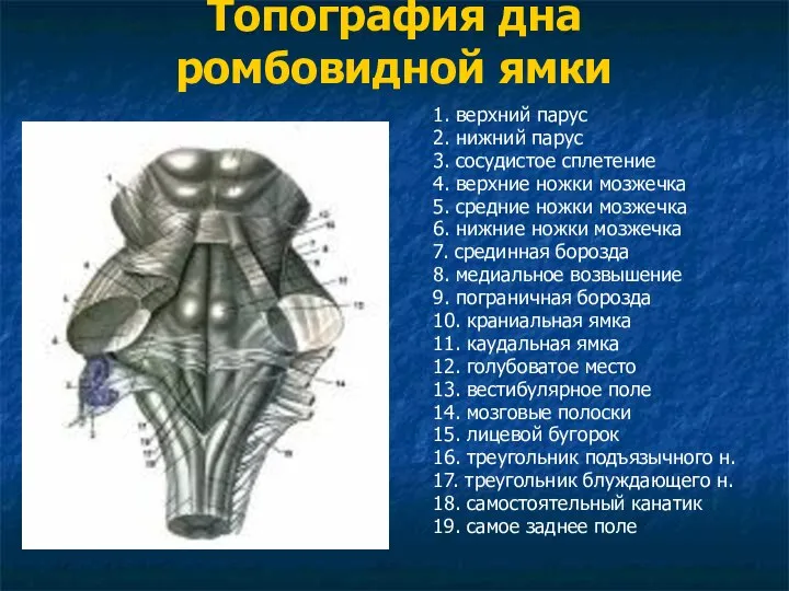 Топография дна ромбовидной ямки 1. верхний парус 2. нижний парус 3.