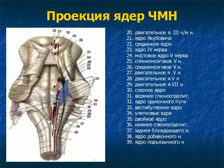 Проекция ядер ЧМН 20. двигательное я. III ч/м н. 21. ядро