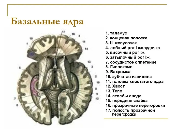 Базальные ядра 1. таламус 2. концевая полоска 3. III желудочек 4.