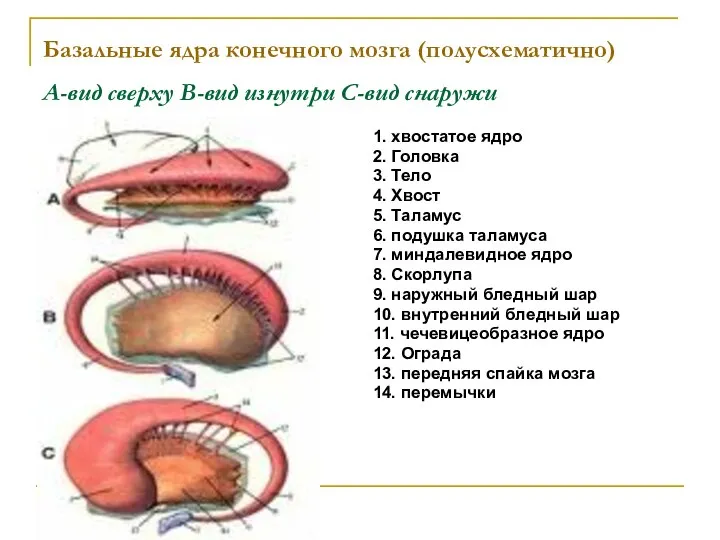 Базальные ядра конечного мозга (полусхематично) А-вид сверху B-вид изнутри C-вид снаружи