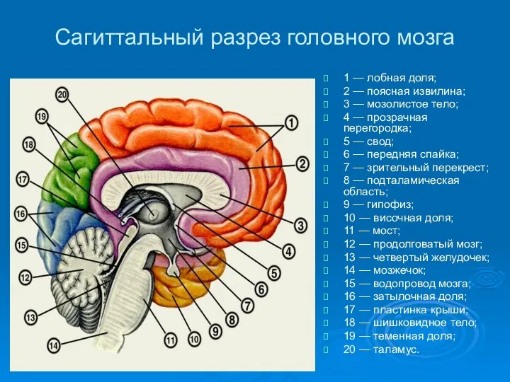 Сагиттальный разрез головного мозга 1 — лобная доля; 2 — поясная