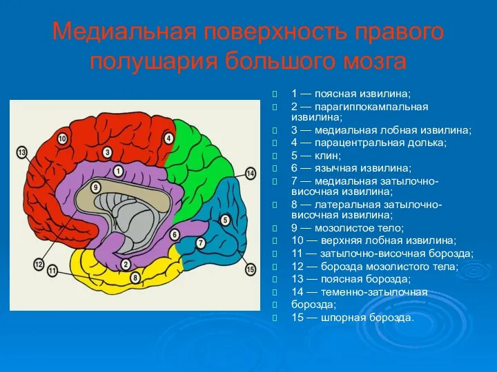 Медиальная поверхность правого полушария большого мозга 1 — поясная извилина; 2