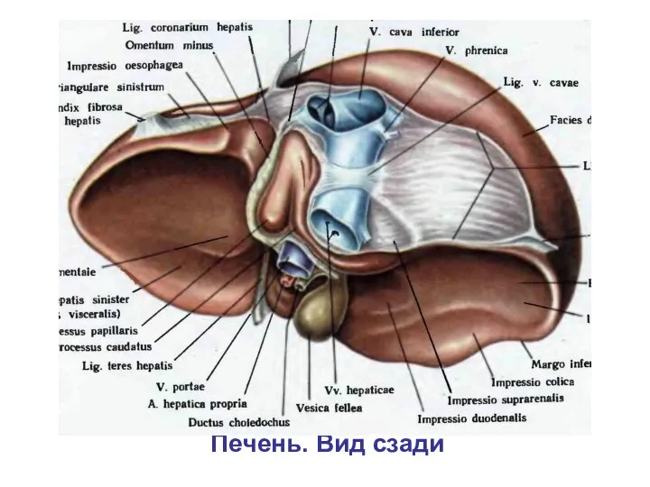 Печень. Вид сзади