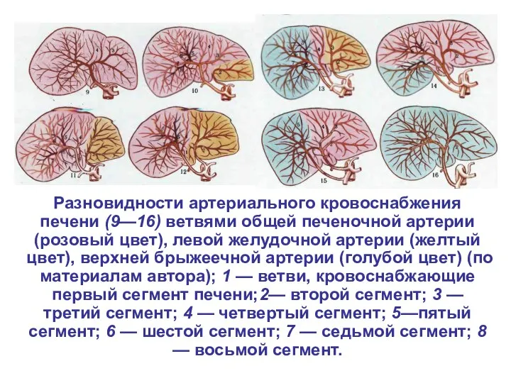 Разновидности артериального кровоснабжения печени (9—16) ветвями общей печеночной артерии (розовый цвет),