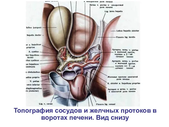Топография сосудов и желчных протоков в воротах печени. Вид снизу