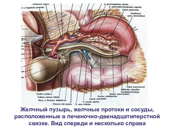 Желчный пузырь, желчные протоки и сосуды, расположенные в печеночно-двенадцатиперстной связке. Вид спереди и несколько справа