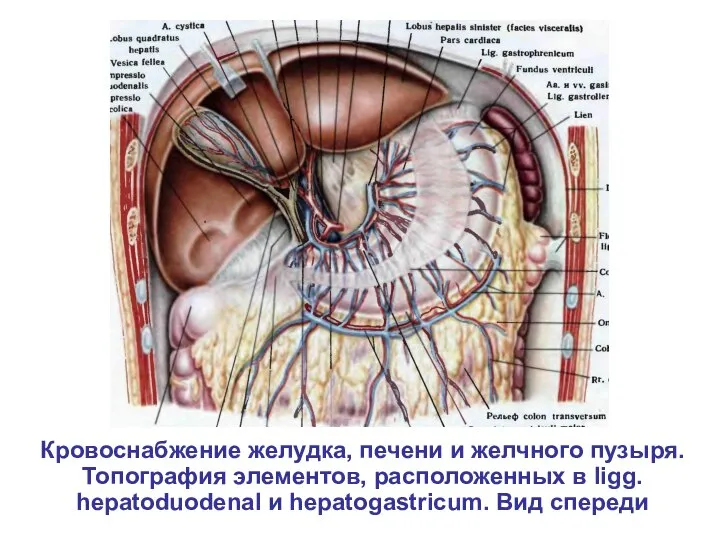 Кровоснабжение желудка, печени и желчного пузыря. Топография элементов, расположенных в ligg. hepatoduodenal и hepatogastricum. Вид спереди