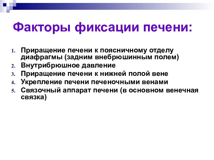 Факторы фиксации печени: Приращение печени к поясничному отделу диафрагмы (задним внебрюшинным