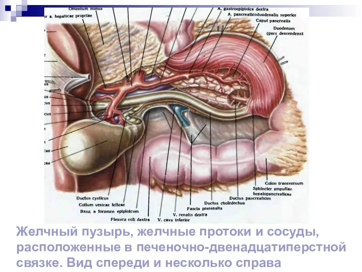 Желчный пузырь, желчные протоки и сосуды, расположенные в печеночно-двенадцатиперстной связке. Вид спереди и несколько справа