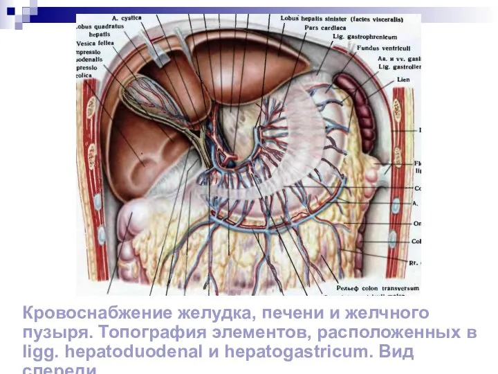 Кровоснабжение желудка, печени и желчного пузыря. Топография элементов, расположенных в ligg. hepatoduodenal и hepatogastricum. Вид спереди