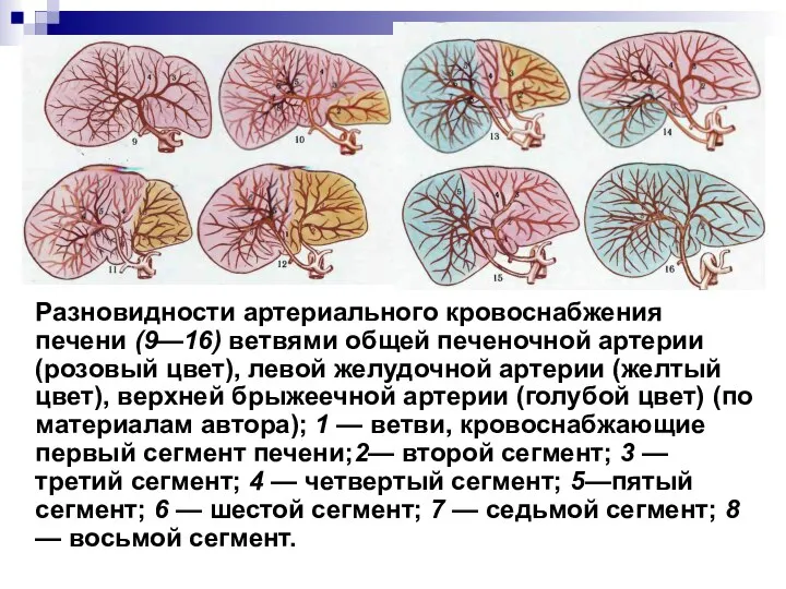 Разновидности артериального кровоснабжения печени (9—16) ветвями общей печеночной артерии (розовый цвет),