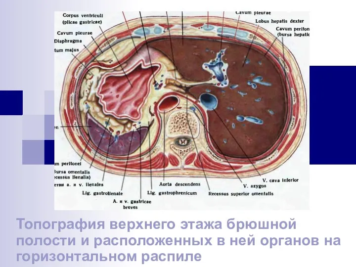 Топография верхнего этажа брюшной полости и расположенных в ней органов на горизонтальном распиле