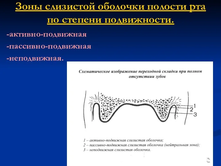 Зоны слизистой оболочки полости рта по степени подвижности. -активно-подвижная -пассивно-подвижная -неподвижная.