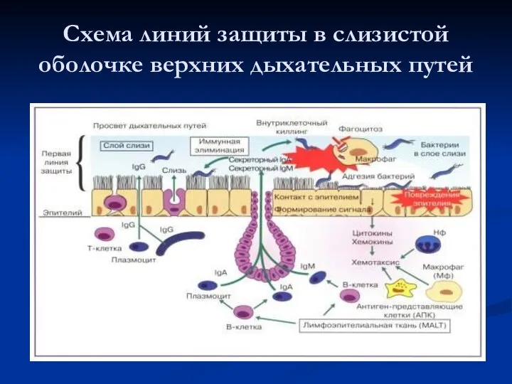 Схема линий защиты в слизистой оболочке верхних дыхательных путей