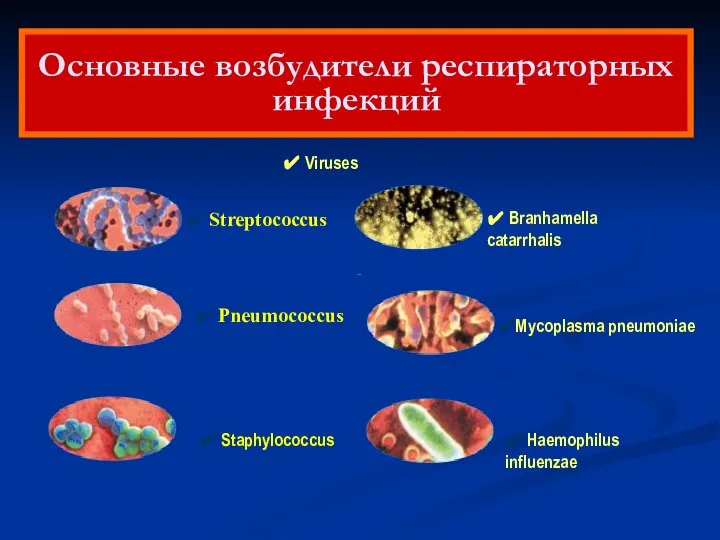 ✔ Streptococcus ✔ Pneumococcus ✔ Staphylococcus ✔ Branhamella catarrhalis ✔Mycoplasma pneumoniae