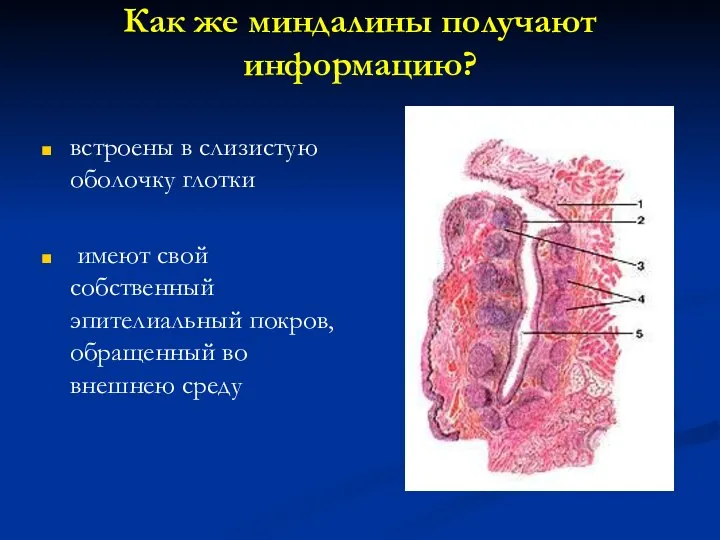 Как же миндалины получают информацию? встроены в слизистую оболочку глотки имеют