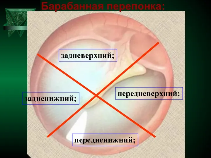 Барабанная перепонка: передневерхний; задневерхний; передненижний; задненижний;