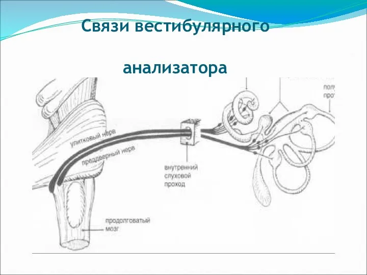 Связи вестибулярного анализатора