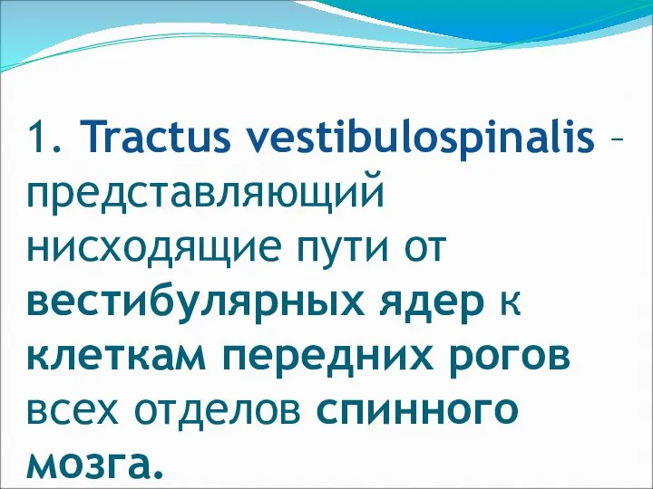 1. Tractus vestibulospinalis – представляющий нисходящие пути от вестибулярных ядер к