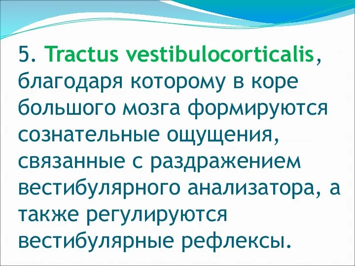 5. Tractus vestibulocorticalis, благодаря которому в коре большого мозга формируются сознательные