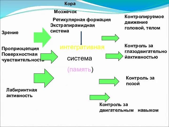 интегративная система (память) Кора Мозжечок Ретикулярная формация Экстрапирамидная система Контролируемое движение