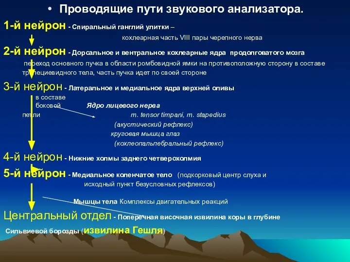 Проводящие пути звукового анализатора. 1-й нейрон - Спиральный ганглий улитки –