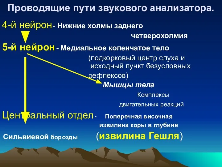 Проводящие пути звукового анализатора. 4-й нейрон - Нижние холмы заднего четверохолмия