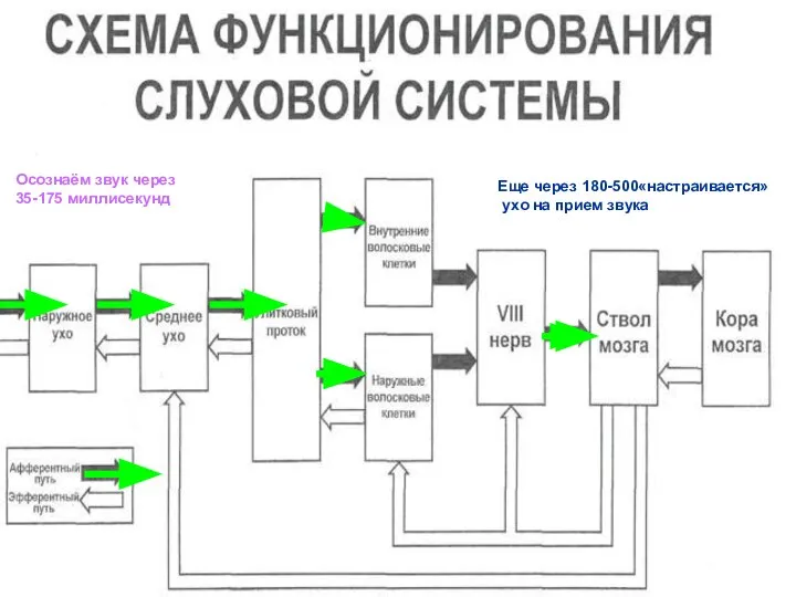 Осознание звука через 35-175 миллисекунд Осознаём звук через 35-175 миллисекунд Еще