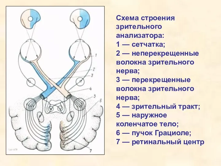 Схема строения зрительного анализатора: 1 — сетчатка; 2 — неперекрещенные волокна