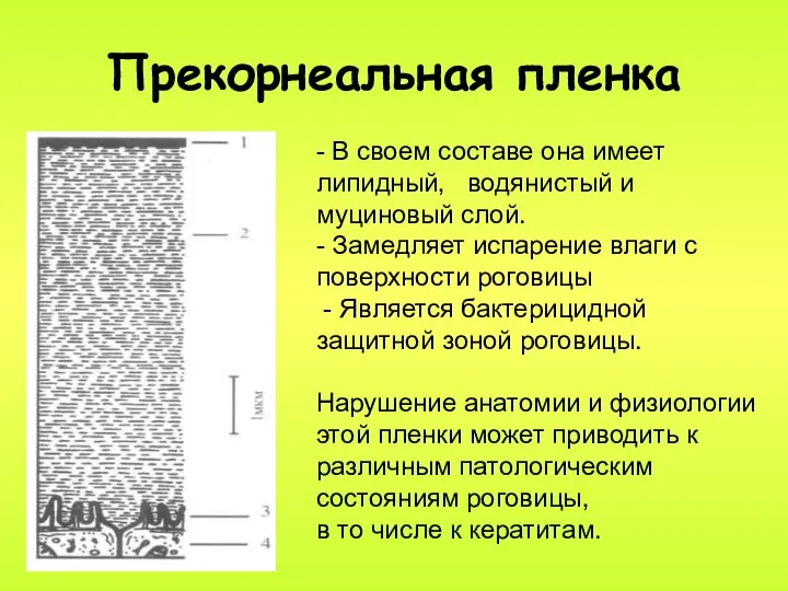 Прекорнеальная пленка - В своем составе она имеет липидный, водянистый и