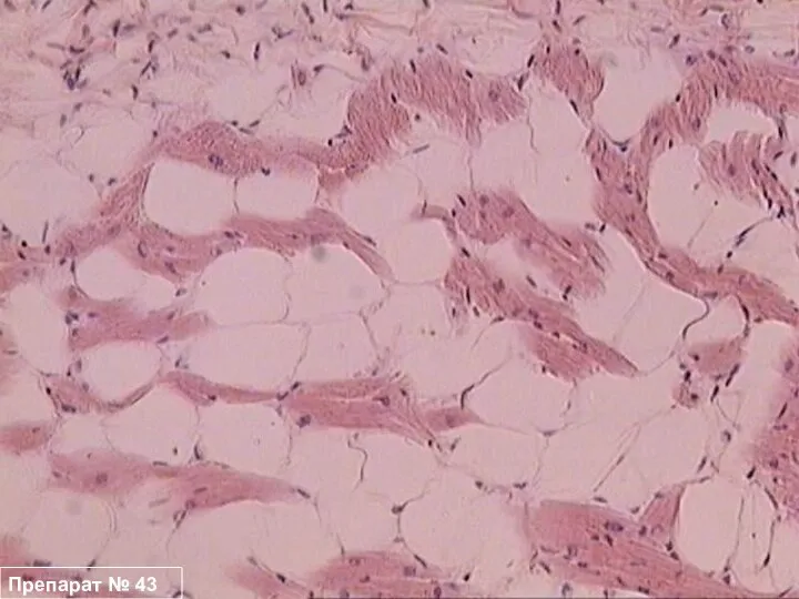 Препарат № 43