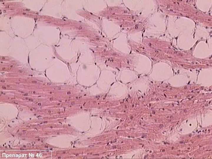 Препарат № 46