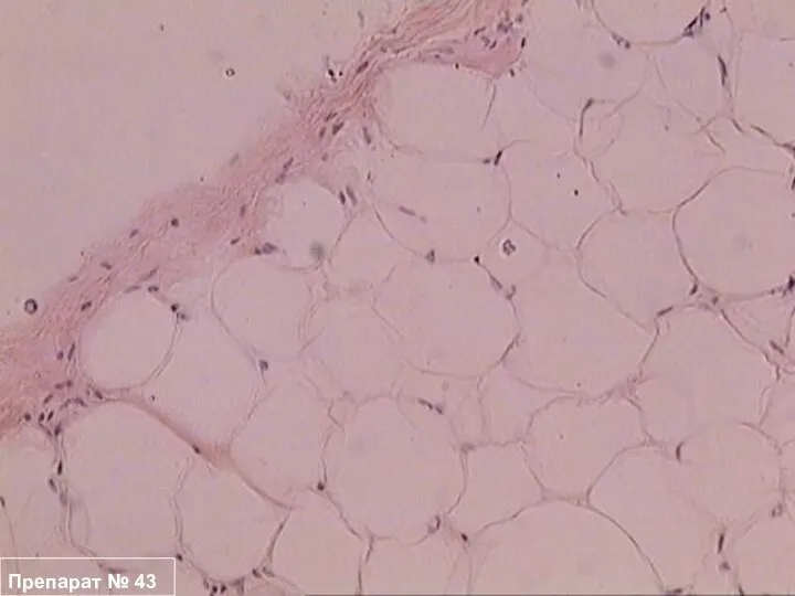 Препарат № 43