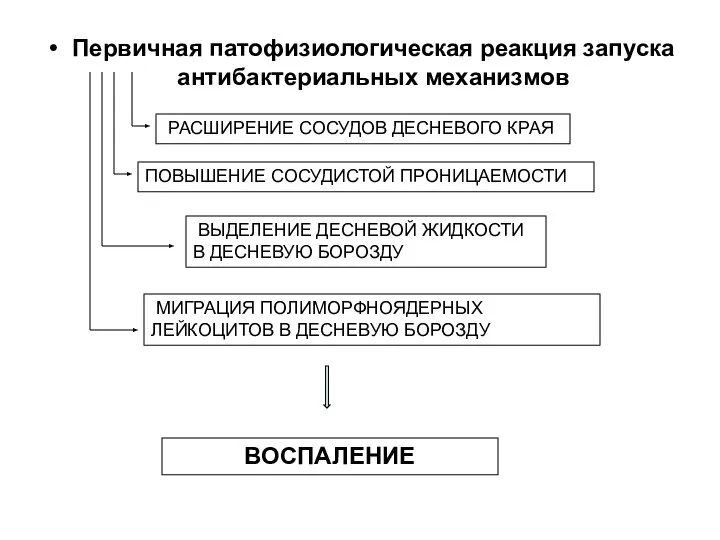 Первичная патофизиологическая реакция запуска антибактериальных механизмов РАСШИРЕНИЕ СОСУДОВ ДЕСНЕВОГО КРАЯ ПОВЫШЕНИЕ