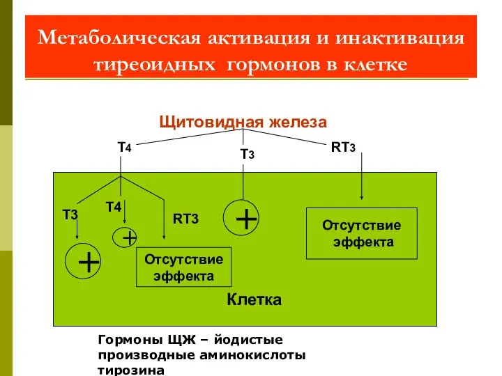 Метаболическая активация и инактивация тиреоидных гормонов в клетке Щитовидная железа Отсутствие